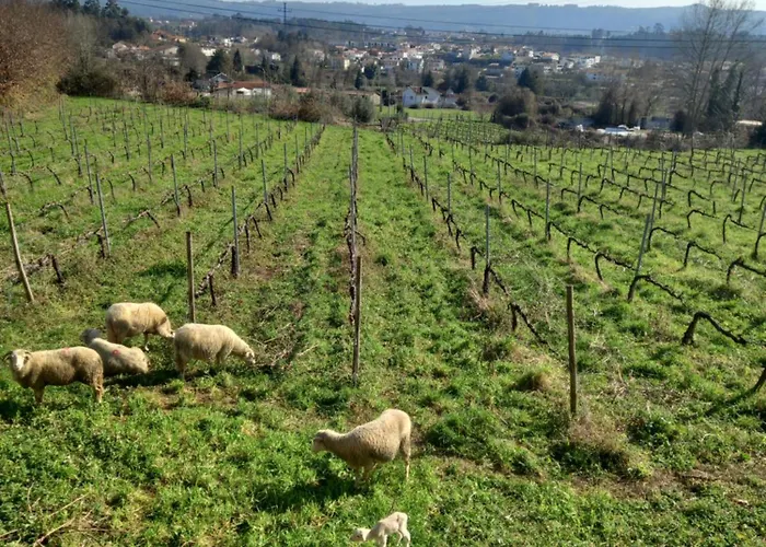 Casa Dos Pinheiros - Pinheiros Feriehus Fafe